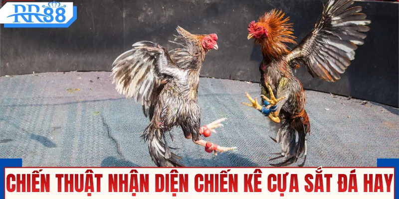Chiến thuật nhận diện chiến kê cựa sắt đá hay