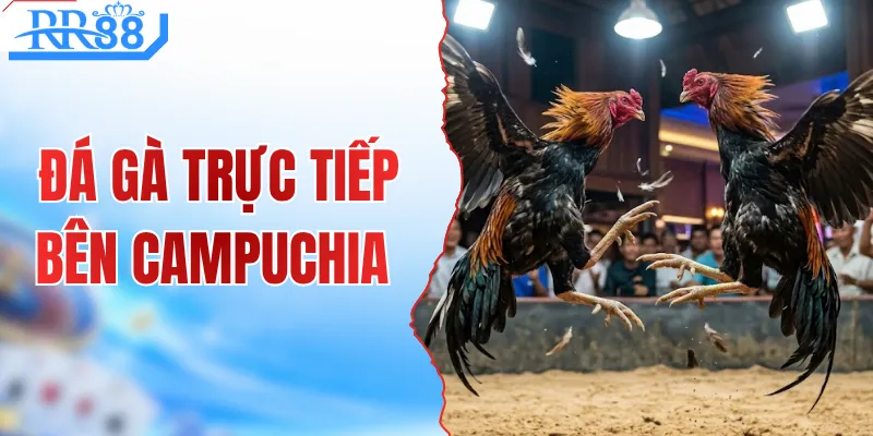 Đá Gà Trực Tiếp Bên Campuchia - Xem Live Thomo Trên RR88