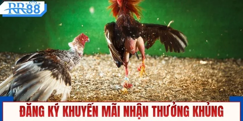 Đăng ký khuyến mãi đá gà RR88 nhận thưởng khủng