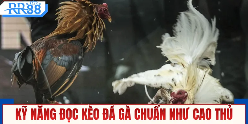 Kỹ năng đọc kèo đá gà chuẩn như cao thủ