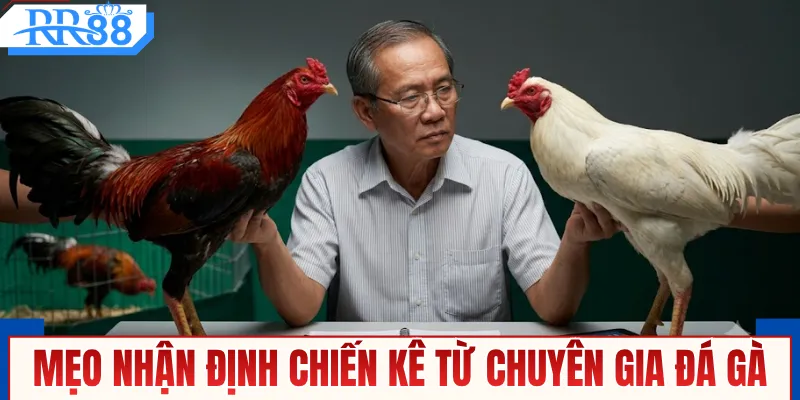 Mẹo nhận định chiến kê từ chuyên gia đá gà
