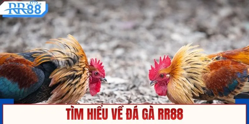 Tìm hiểu về đá gà RR88